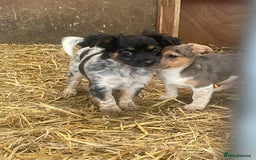 Jack Russell dogs for sale: Jack Russell puppies - Image 18