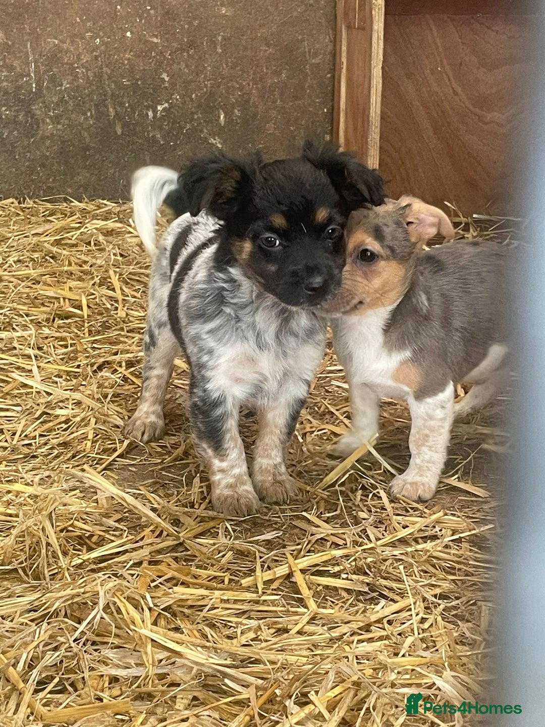Jack Russell dogs for sale: Jack Russell puppies - Image 18