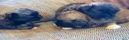 Pekingese dogs for sale: Kc Pekingnese sable Blk mask 3 little girls  - Advert 10