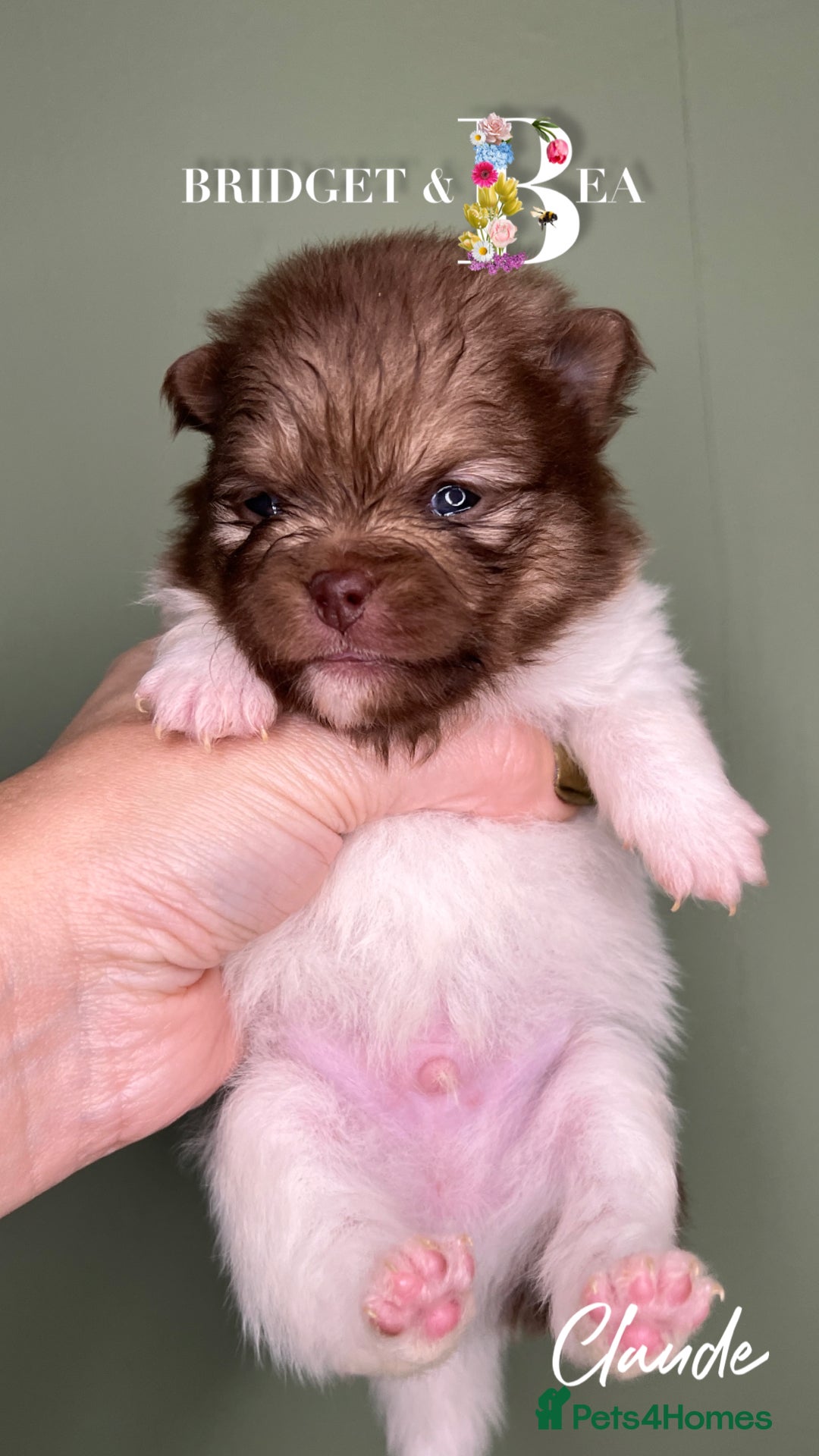 Pomeranian dogs for sale: 💛PUPPIES ARRIVED 💛 - Advert 30