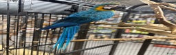 Macaws birds for sale: Beautiful baby handreaded blue and gold macaw  - Advert 3
