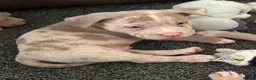 American Bully dogs for sale: Abkc pocket bully's in Barnsley - Advert 9