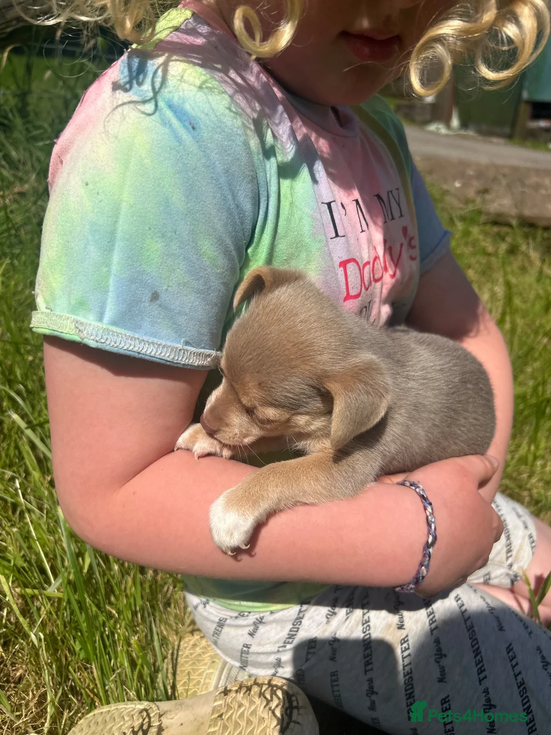 Jack Russell dogs for sale: Female jack Russell - Advert 1