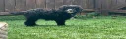 Cavapoo dogs for sale: Beautiful cavapoos  - Advert 12