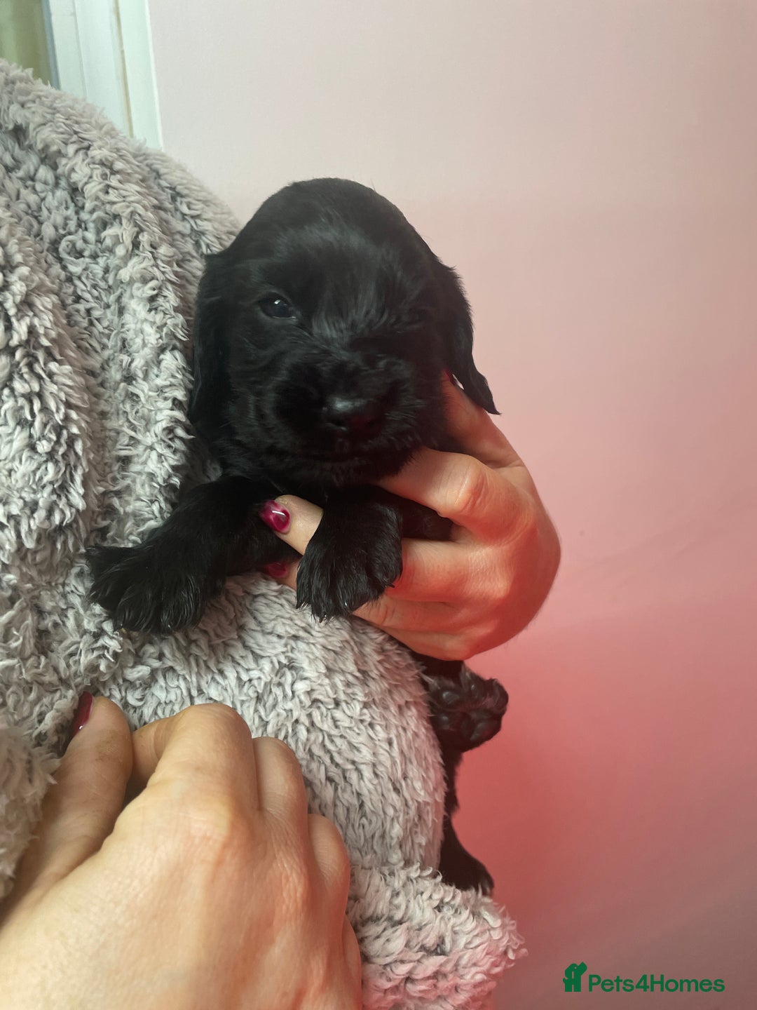 Cocker Spaniel dogs for sale: Cocker Spaniel  - Advert 18