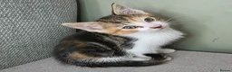 Mixed Breed cats for sale: Mixed breed kittens.  in Haddington - Advert 4