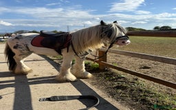 Irish Cob horses for sale: beautiful kids pony project ❤️ - Image 18