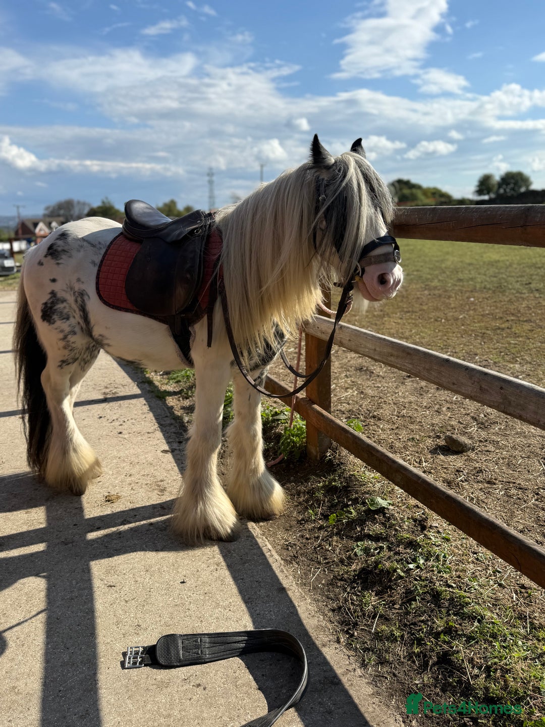Irish Cob horses for sale: beautiful kids pony project ❤️ - Image 18