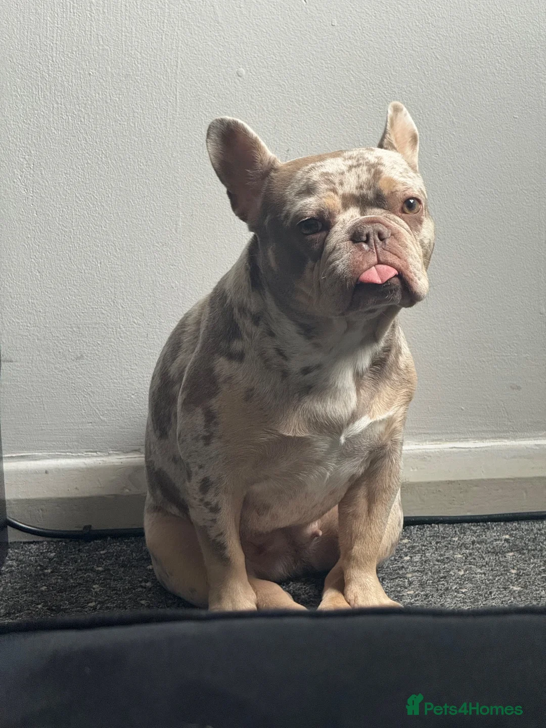 French Bulldog dogs for sale: French Bulldog in Leicester - Advert 1