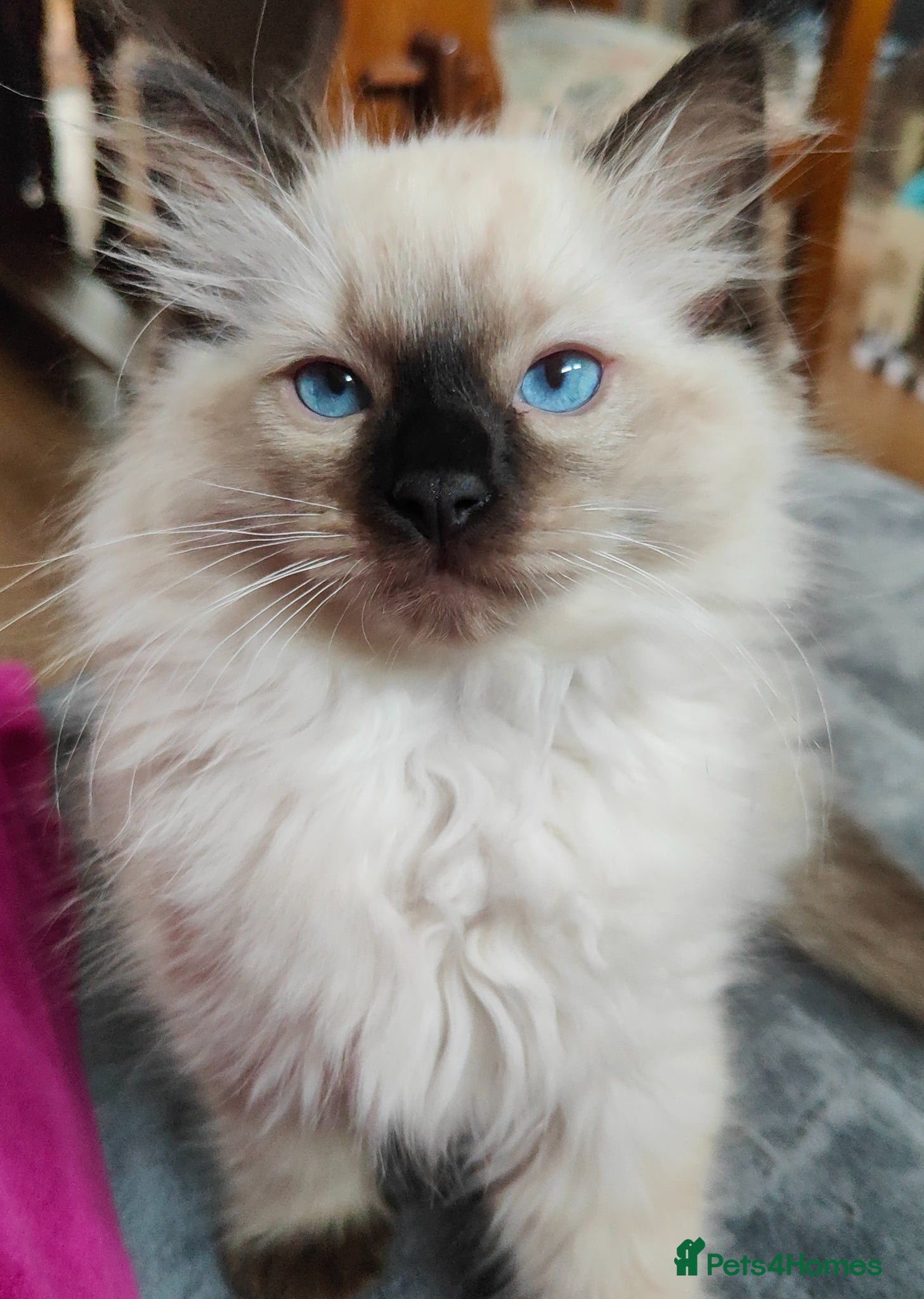 Ragdoll cats for sale: Ragdoll kittens  - Advert 2