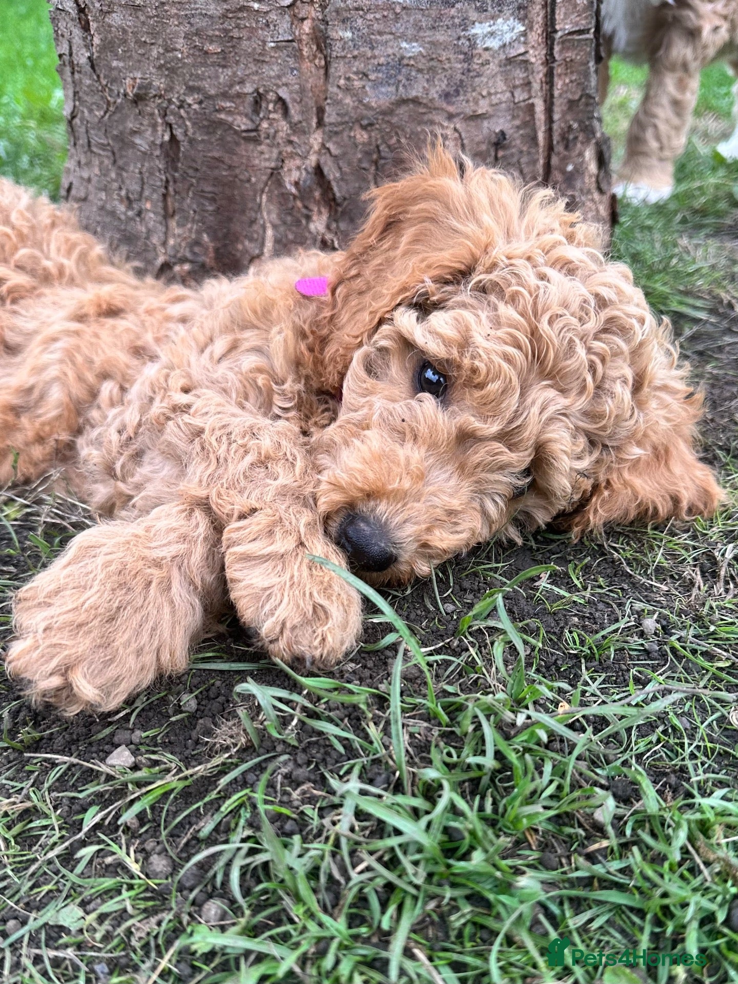 Mini Goldendoodle dogs Home reared mini Goldendoodles - Advert 2
