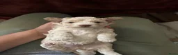 Poochon dogs for sale: Cute Cream/white with brown noses poochon puppies - Advert 29