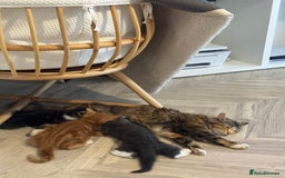 Domestic Shorthair cats for sale: 1 Male ginger & 1 female grey 🐱  - Image 6