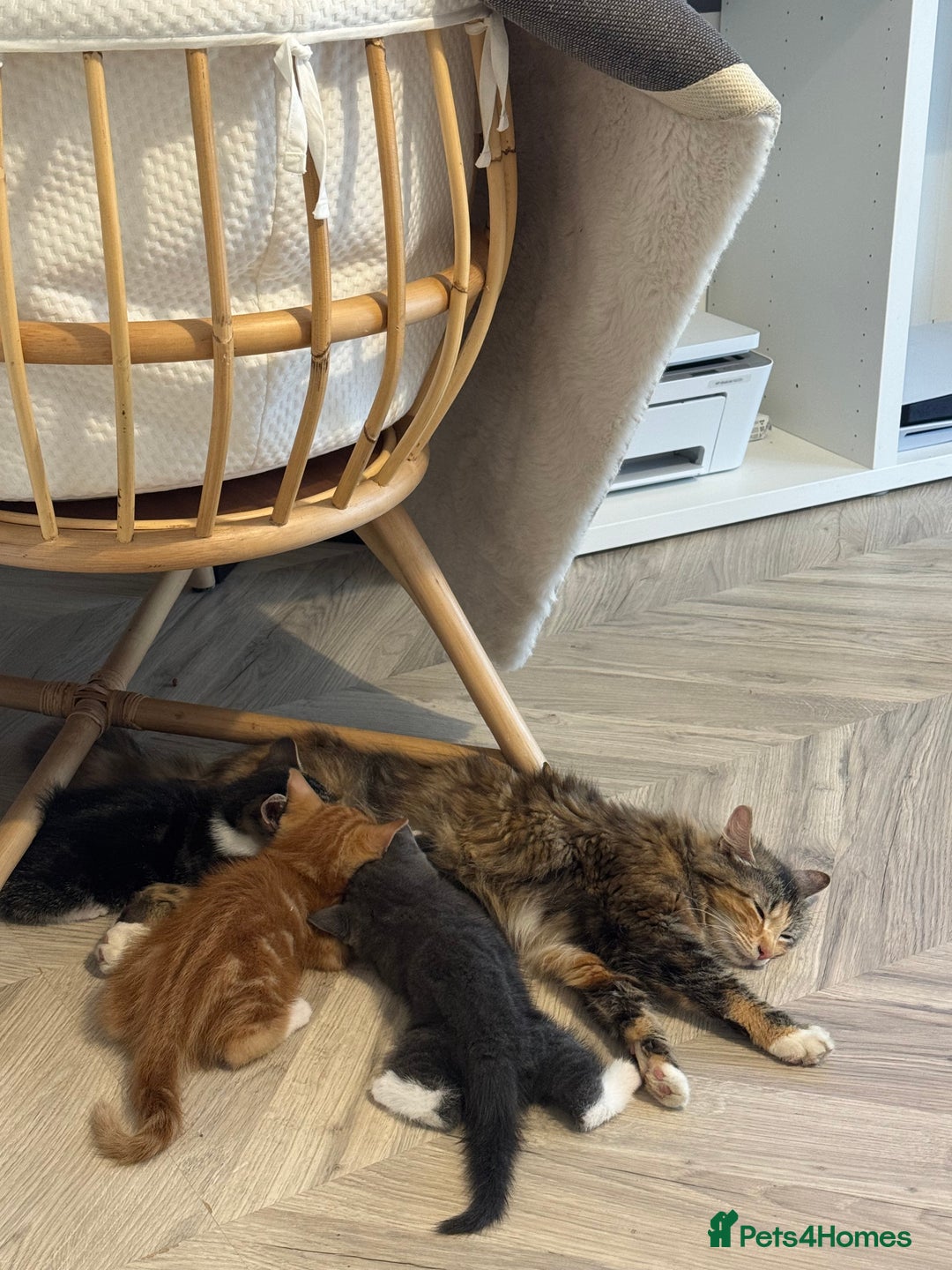 Domestic Shorthair cats for sale: 1 Male ginger & 1 female grey 🐱  - Image 6