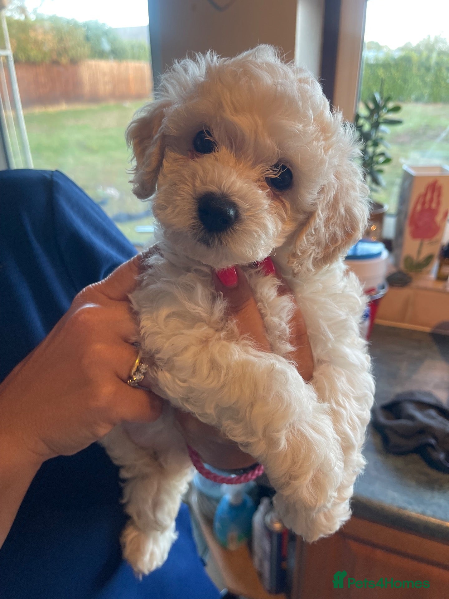 Mixed Breed dogs Last 2 left! Cockapoo and bichon puppies  - Advert 2