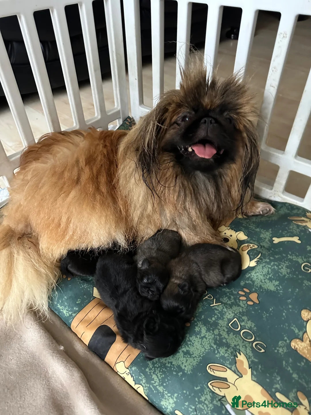 Pekingese dogs for sale: Beautiful quality pure pedigree Pekingese puppy’s  - Advert 1