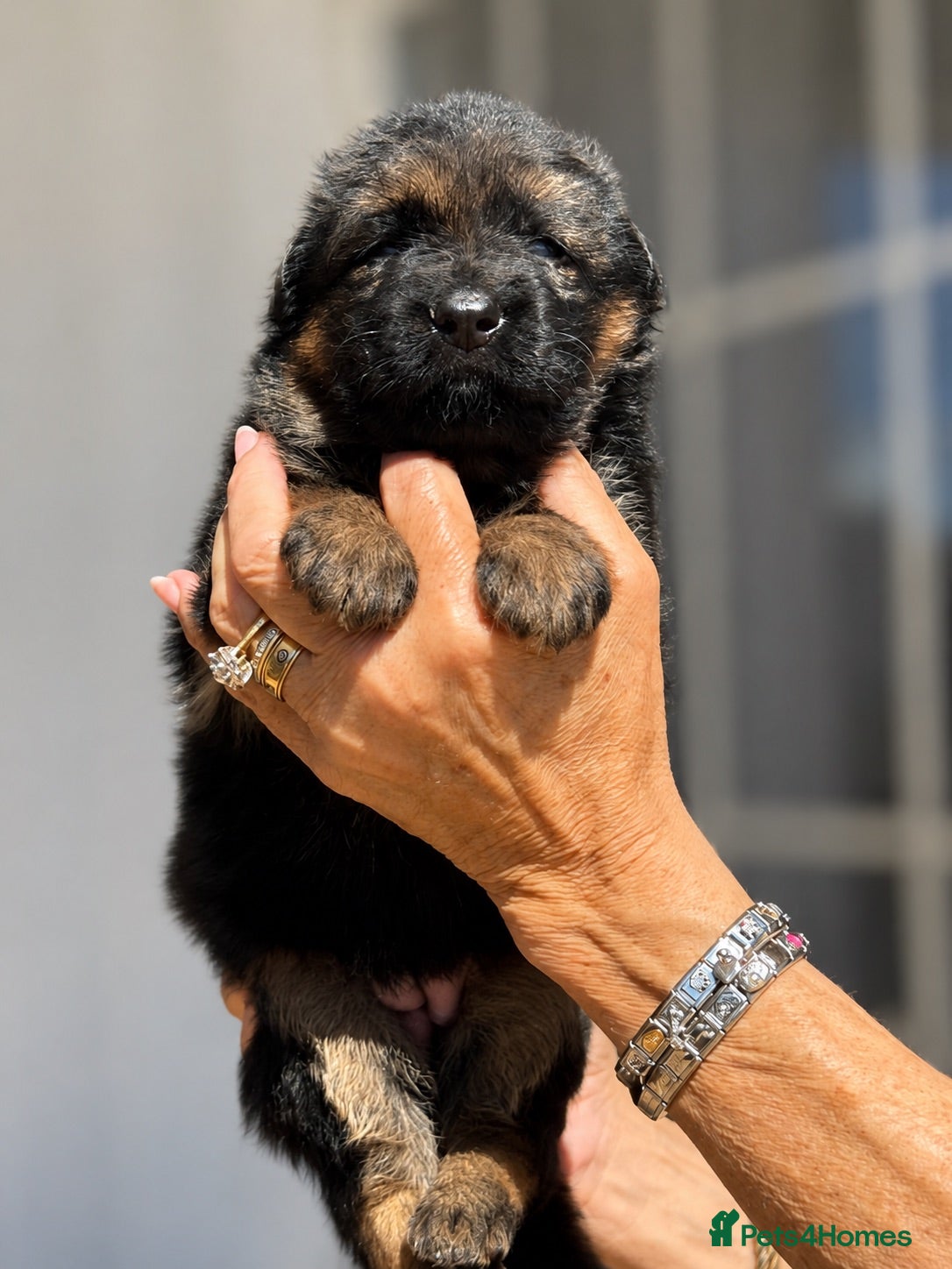 German Shepherd dogs Exceptional Beautiful litter of long coated  - Advert 2