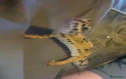 Leopard Gecko reptiles for sale: leopard gecko - Image 11