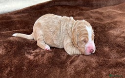 Double Doodle dogs for sale: Stunning Double Doodle Puppies  - Image 29