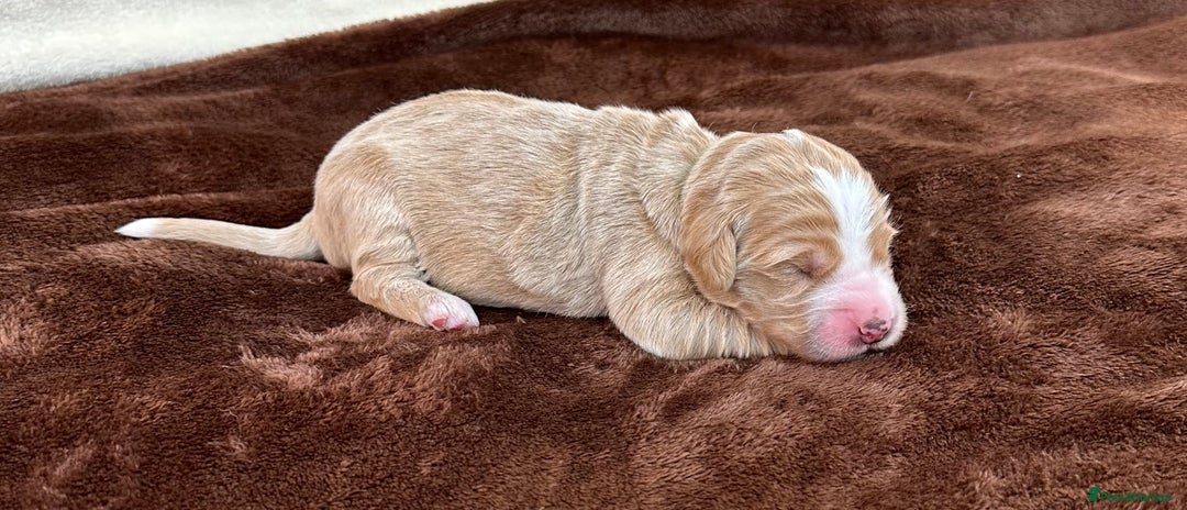 Double Doodle dogs for sale: Stunning Double Doodle Puppies  - Image 29