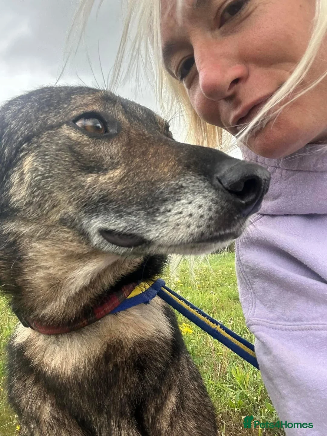 Mixed Breed dogs for adoption: Elsie - Norwich Norfolk  in Norwich - Advert 12