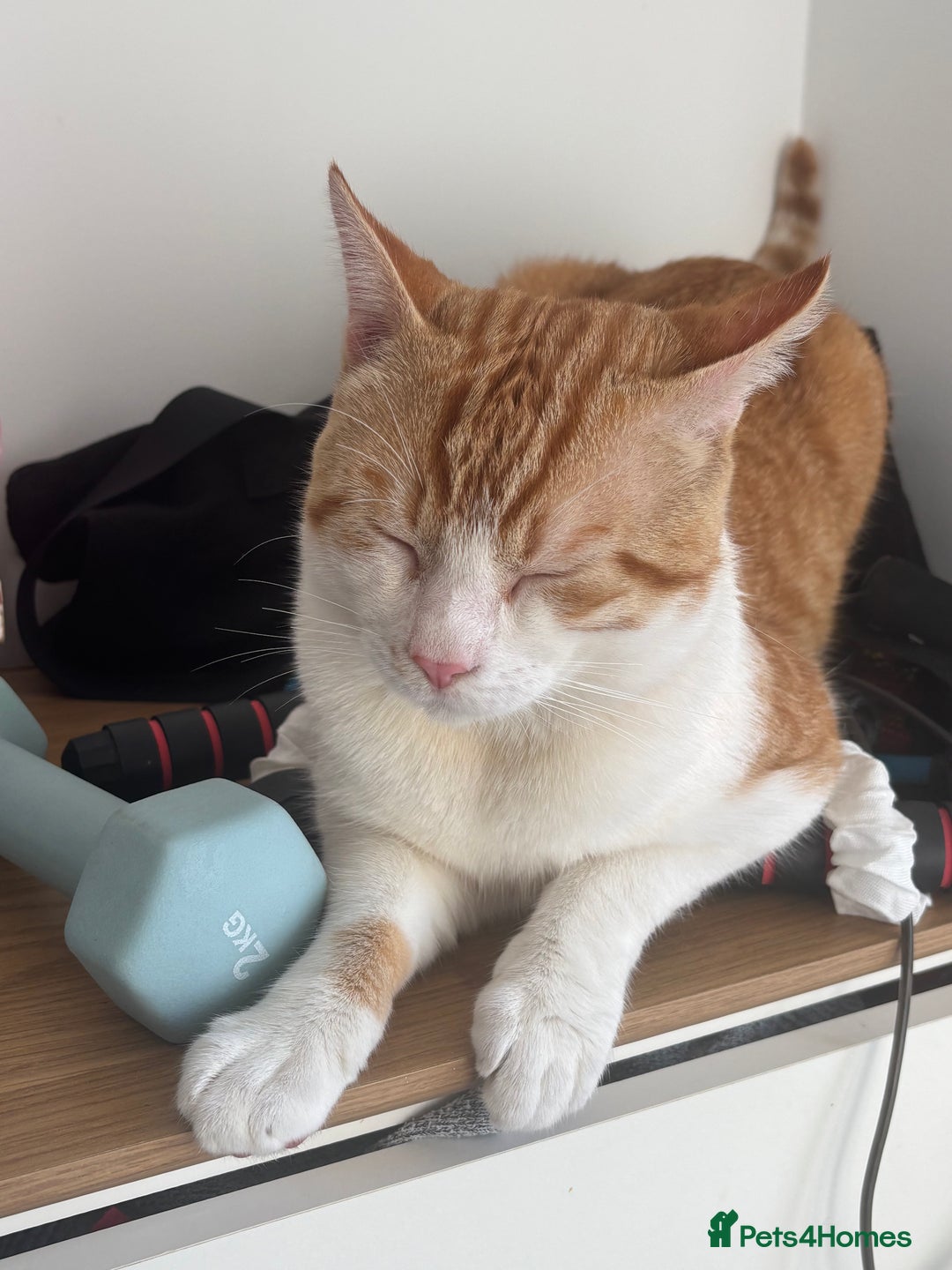 Mixed Breed cats for sale: Chester the ginger boy! - Advert 4