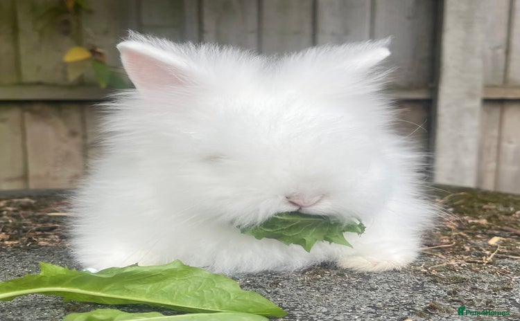 Lionhead rabbits - Advert 1