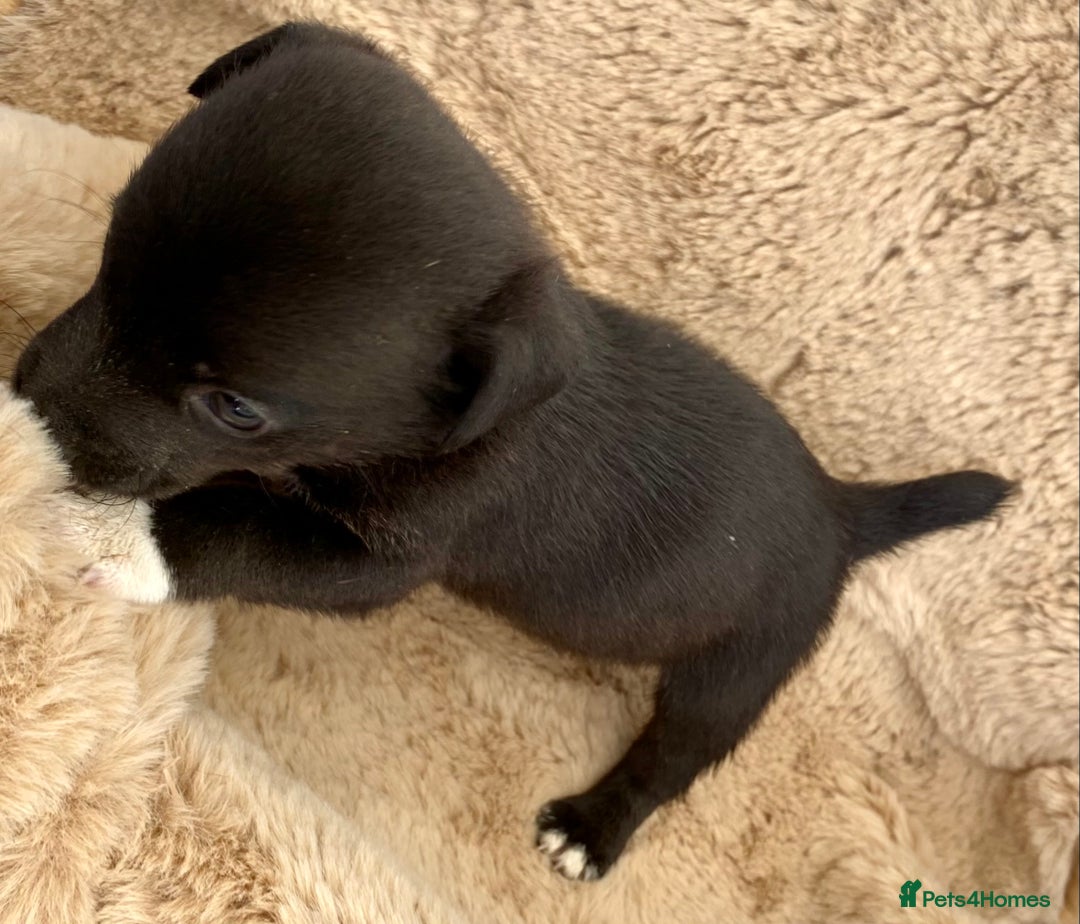 Jack Russell dogs for sale: Bob tail jacks  - Image 11