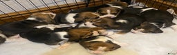 Beagle dogs for sale: Champion Bred Puppies (KC Reg) in Matlock - Advert 3