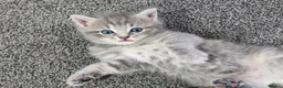 Persian cats for sale: Persian× British short hair(Perdolls) - Advert 28