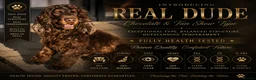 Cocker Spaniel dogs for sale: Beautiful litter of qauilty show type cockers  - Advert 16