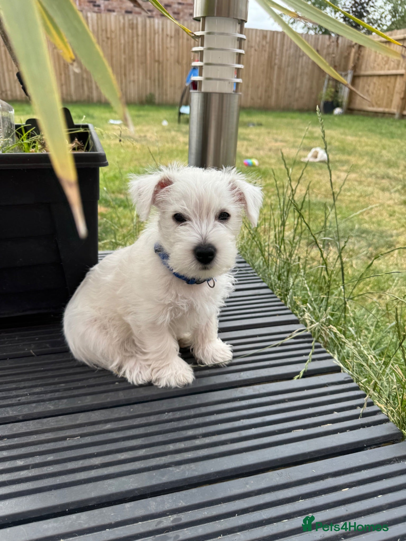 West Highland Terrier dogs I am ready for my for my forever home  - Advert 1