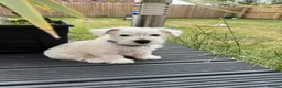 West Highland Terrier dogs for sale: I am ready for my for my forever home  - Advert 2