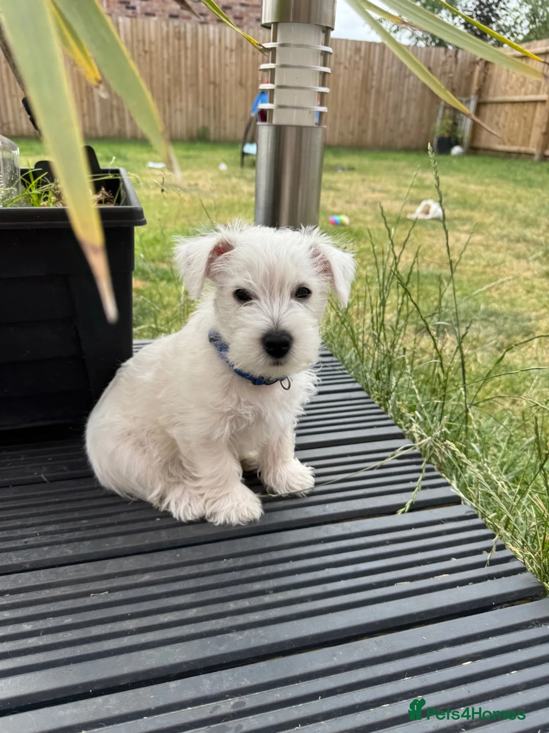 West Highland Terrier dogs for sale: I am ready for my for my forever home  - Advert 2