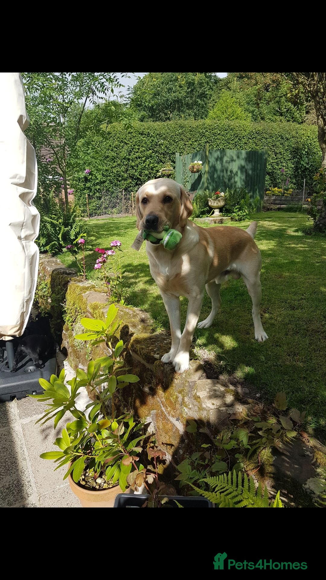 Labrador Retriever dogs Excellent KC Registered Labrador puppies  - Advert 2