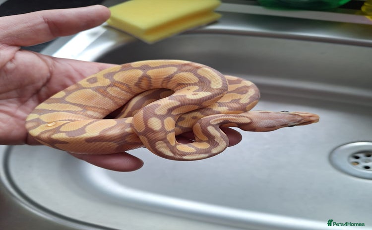 Python Snake reptiles in West Bromwich - Advert 3