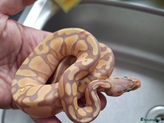 Python Snake reptiles in West Bromwich - Advert 21
