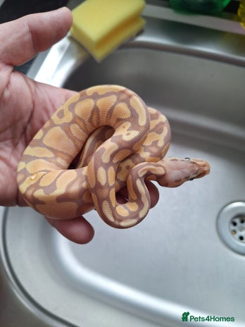 Python Snake reptiles in West Bromwich - Advert 17