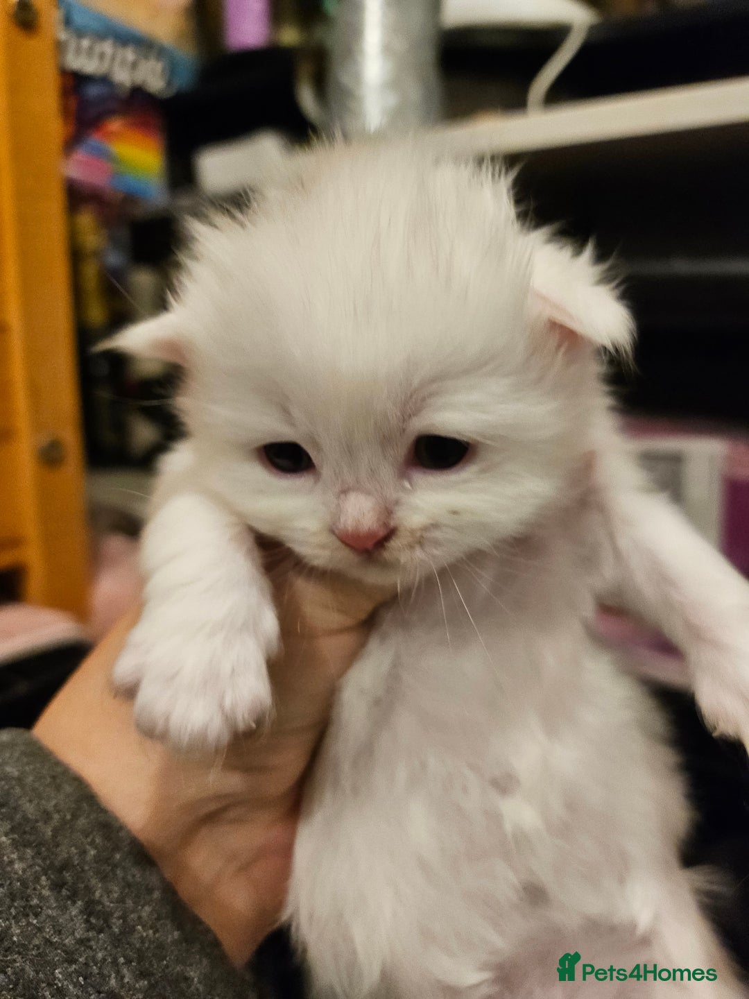 British Longhair cats for sale: BLH and BSH - Advert 13