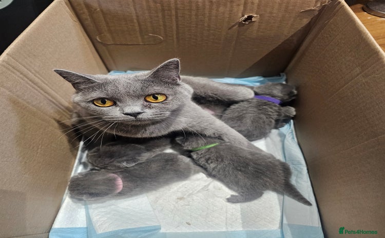 British Shorthair cats - Advert 1