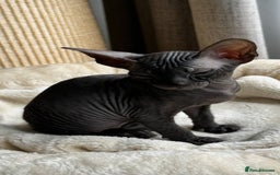 Sphynx cats for sale: Donskoy Sphynx Kittens - Image 7