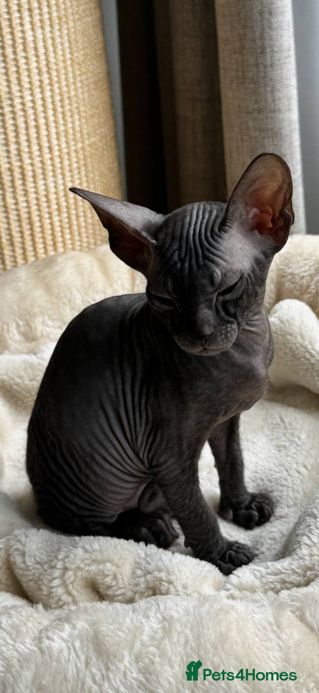 Sphynx cats for sale: Donskoy Sphynx Kittens - Image 7