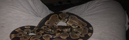 Snake reptiles for sale: Ball python - Advert 2