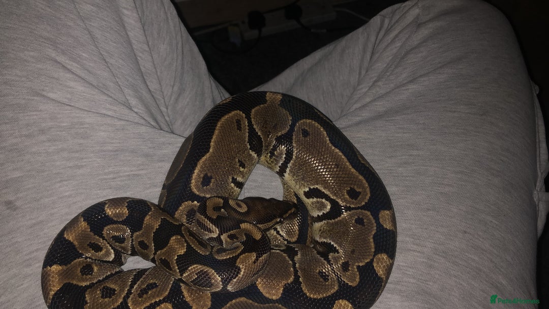 Snake reptiles for sale: Ball python - Advert 2