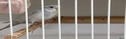 Budgerigars birds for sale: New baby budgies nice colours  - Advert 3