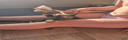 Mixed Breed cats for sale: 6 enjoyable kittens looking for forever home - Advert 8