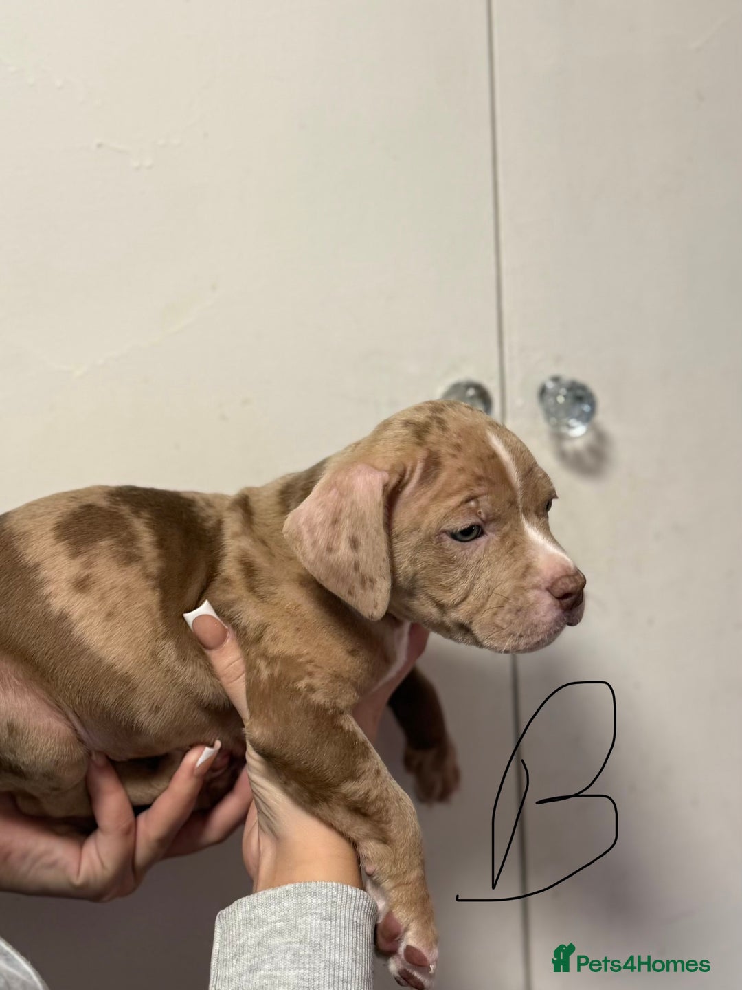 American Bully dogs for sale: Pocket x standard American bully - Advert 3