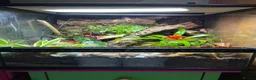 Frog reptiles for sale: 3 bumblebee dart frogs  in March - Advert 3
