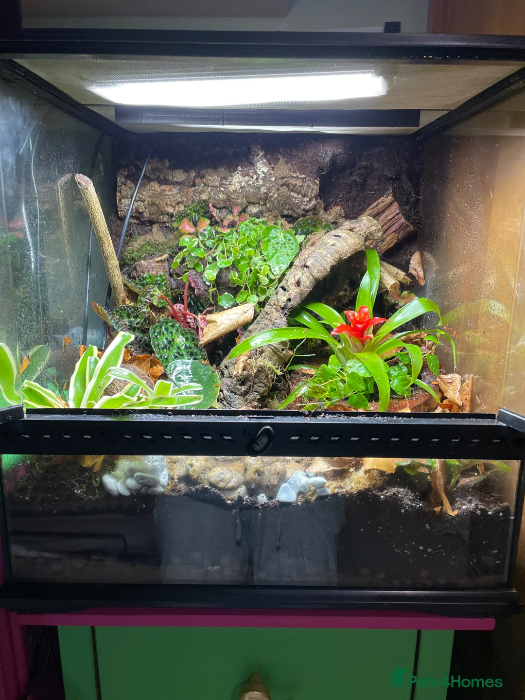 Frog reptiles for sale: 3 bumblebee dart frogs  in March - Advert 3