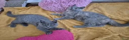 British Shorthair cats for sale:  Ready! GCCF parents with champions in line,BSH  - Advert 10